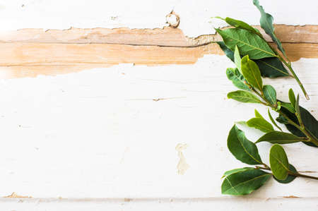 Bay leaves on rustic white wooden boardの写真素材