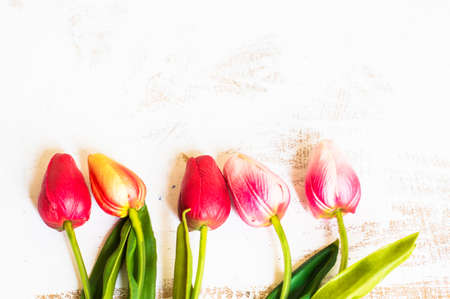 Bright tulip flowers on rustic wooden boardの写真素材