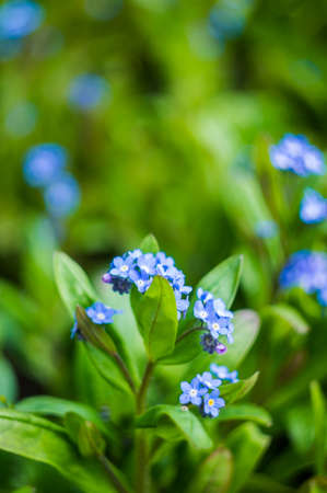 Spring time Forget-me-nots in the gardenの写真素材