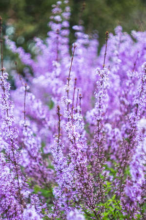 The branch of lilac blossoms in a spring time garden. Background for the design theme for the spring