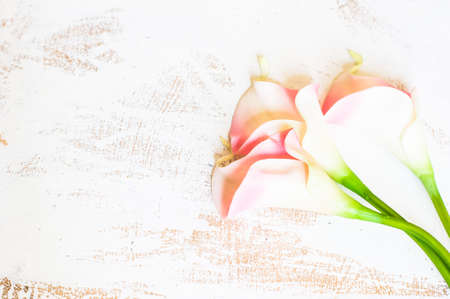 Calla lily flowers on rustic wooden background with copyspaceの写真素材