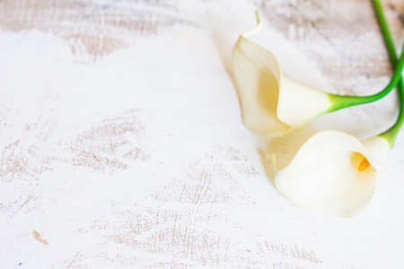 Calla lily flowers on rustic wooden background with copyspaceの写真素材