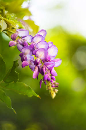 Purple flowers of wistaria plant in the gardenの写真素材