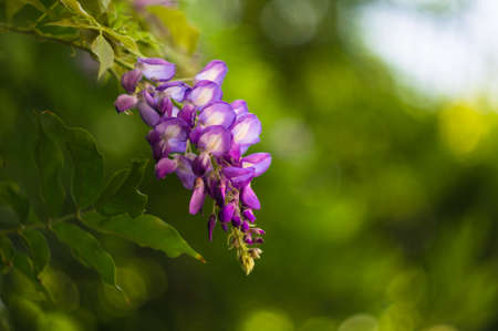 Purple flowers of wistaria plant in the gardenの写真素材