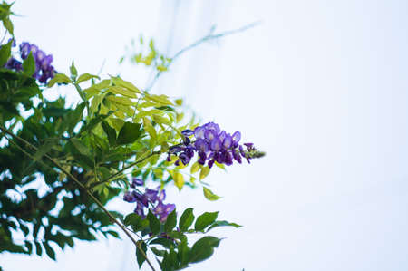 Purple flowers of wistaria plant in the gardenの写真素材