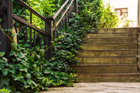 Step way in the garden with creeper plantの写真素材