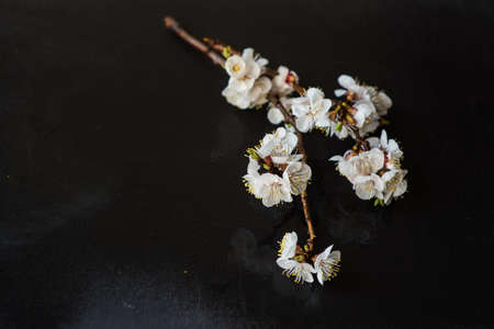 Drops of water on fresh peach blossom on dark backgroundの写真素材