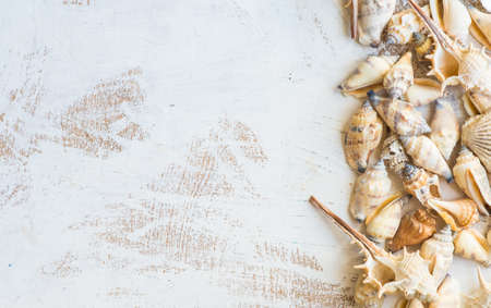 Sea shells different forms on white wooden background with copyspaceの写真素材