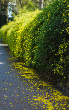 Blooming bushes in a spring garden