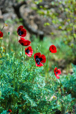 Bright red poppies on the forest meadowの写真素材