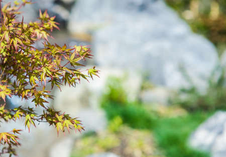 Close up of japanese acer tree leaves