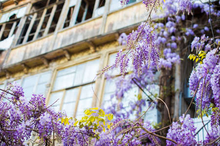 Blooming wisteria plant covered carving balcony in a building in Old Tbilisi, Georgiaの写真素材