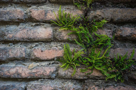 Old brick wall with new fern plant as a natural backgroundの写真素材