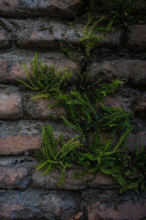 Old brick wall with new fern plant as a natural backgroundの写真素材