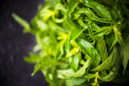 Fresh mint with water drops on dark chalkboard with copyspaceの写真素材