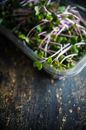 Red cabbage sprouts in a box as a organic healthy food conceptの写真素材