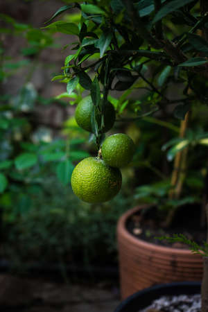 Organic lime fruits on a tree in a potの写真素材