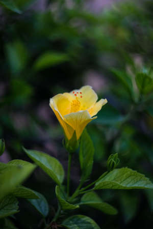 Hibiscus flowers in the tropical garden in sunny dayの写真素材