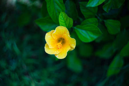 Hibiscus flowers in the tropical garden in sunny dayの写真素材