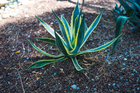 Agave cactus in outdoor garden summer timeの写真素材