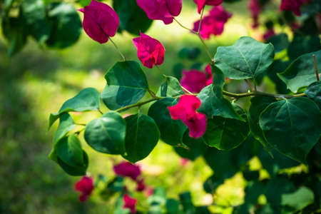 pink bougainvillea flowers blooming and leaves in garden