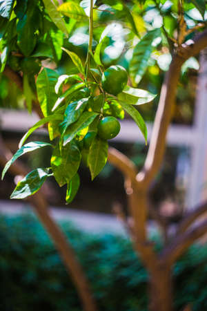 Lime tree in the tropical garden, selective focusの写真素材