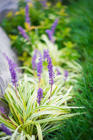Liriope muscari flowers in a city garden in summertimeの写真素材
