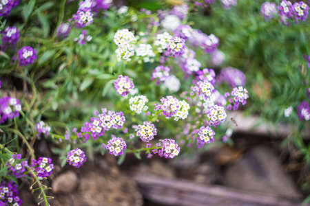 White and purple Allisum flowerbed in a summertime gardenの写真素材