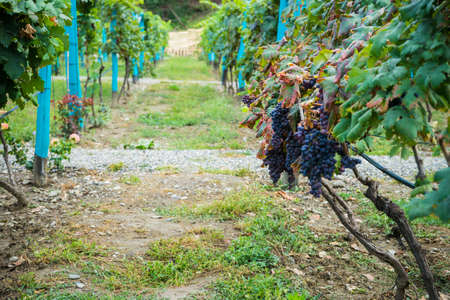 Wineyard in georgian wine region Kakheti in a period of grape harvest or Rtveli in georgian