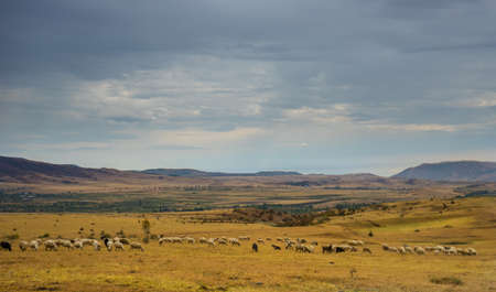 Sheeps on the valley in  autumnal landscape in Kakheti area, Georgiaの写真素材