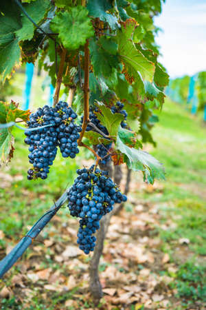Wineyard in georgian wine region Kakheti in a period of grape harvest or Rtveli in georgianの写真素材