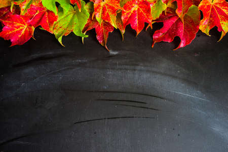 Bright autumnal leaves on chalkboard with copyspaceの写真素材