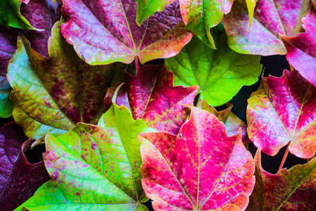 autumnal red, yellow and green leaves as a falltime backgroundの写真素材