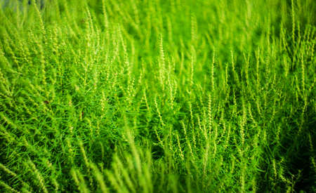 Natural background with bright green grassの写真素材