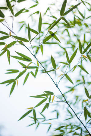 Natural background with bamboo plant with copyspaceの写真素材