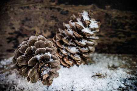Concept with cones, snow and decoration for Christmas postcard