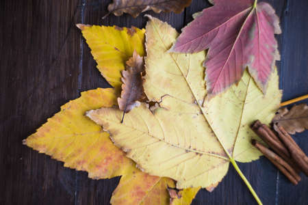 Bright yellow and red leaves on rustic wooden background as an autumnal conceptの写真素材