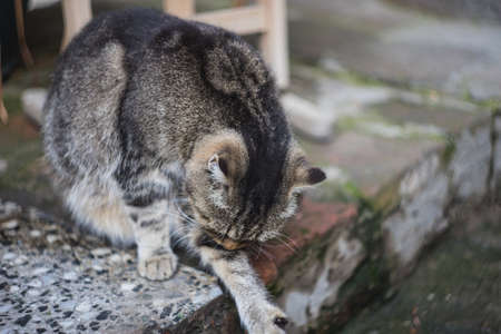 Homeless cat sitting outdoor on brick roadの写真素材