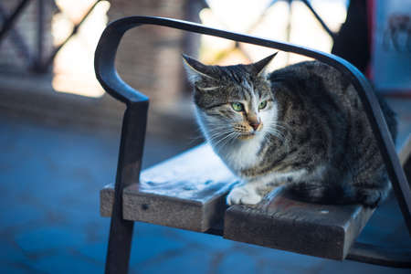 Homeless cat sitting outdoor on brick roadの写真素材