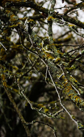 Tree branch with moss and ice  in wild rural areaの写真素材