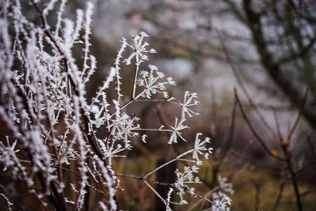 Winter background with plants covered with ice in the wild forest