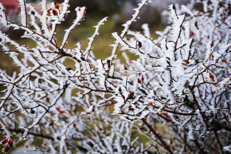 Winter background with plants covered with ice in the wild forest