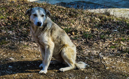 Cute homeless dog outdoor sitting on the roadの写真素材