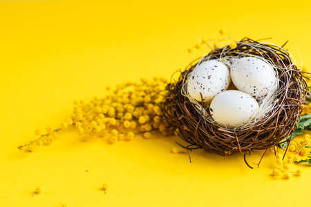 Easter holiday card with yellow mimosa flower and holiday decoration on bright background with copy spaceの写真素材