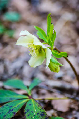Close up of rare Helleborus flower in the forestの写真素材