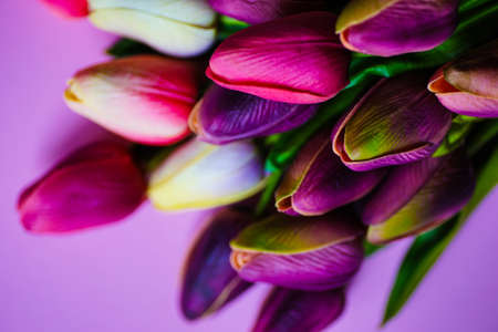 Spring card with tulip flowers on bright pink background with copy space