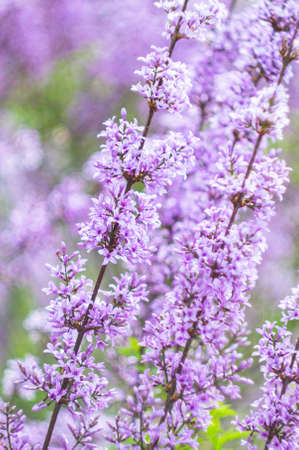 The branch of lilac blossoms in a spring time garden. Background for the design theme for the spring