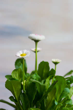 First spring flowers in a pot and easter decoration as a spring interior concept with copy spaceの写真素材