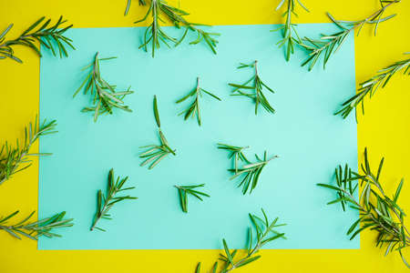 Flatlay with fresh Rosemary herb on bright backgroundの写真素材
