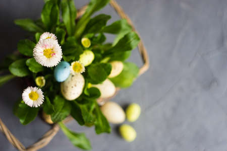 First spring flowers in a pot and easter decoration as a spring interior concept with copy spaceの写真素材
